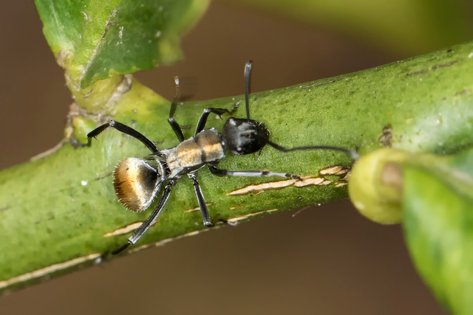 Spiny Ant (Polyrhachis ammon) (Polyrhachis ammon)